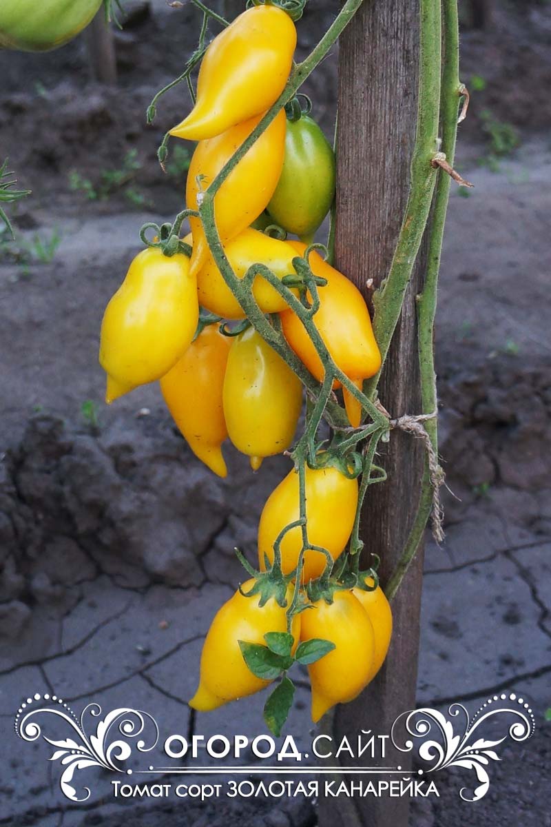 Томат Золотой Лимон Отзывы Фото Урожайность
